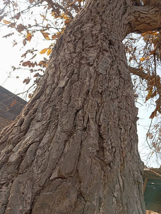 Yogʻoq daraxti  yoshi 40 da butun umri davomida halol xizmat qildi