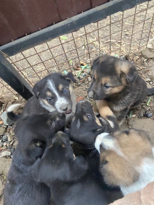 Щенки, отдам в добрые руки; щенок, күшік, собака, ит