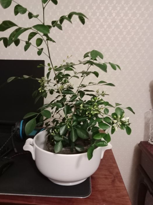 Китайский жасмин