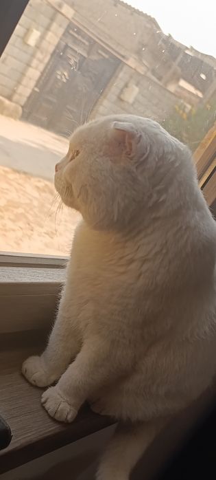 Scottish fold мушук сотилади 1,5 йош