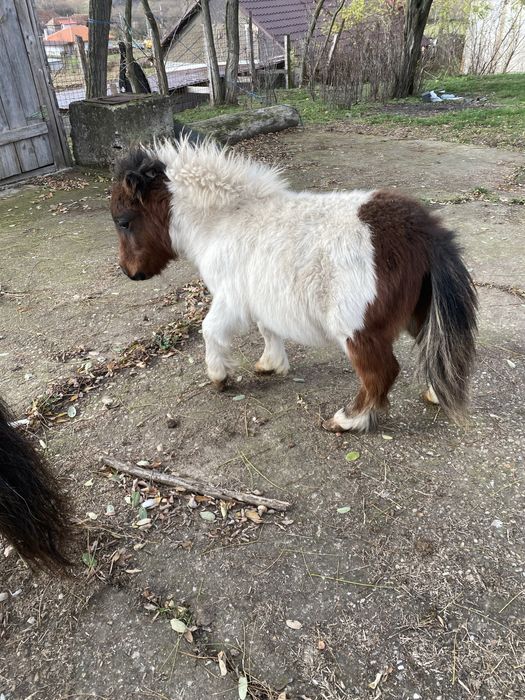 Mini pony shetlander