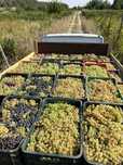 Producator vand struguri de vin