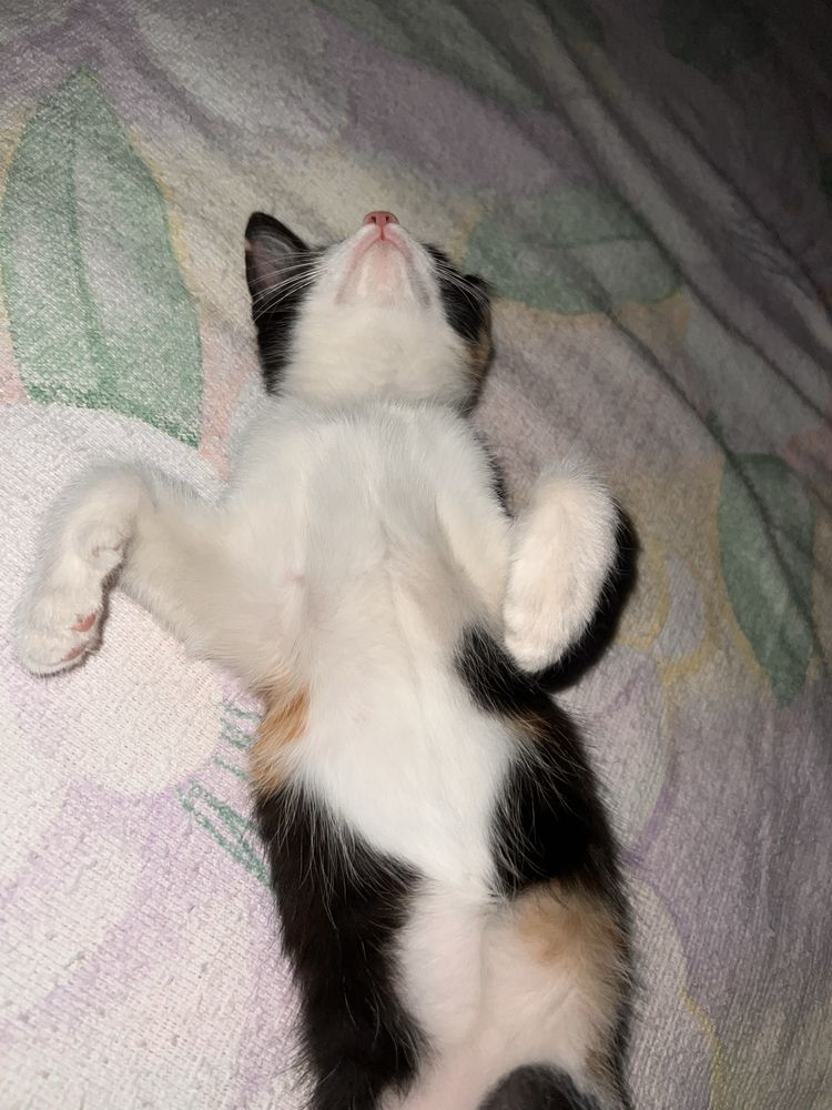 Отдам котёнка в хорошие руки
