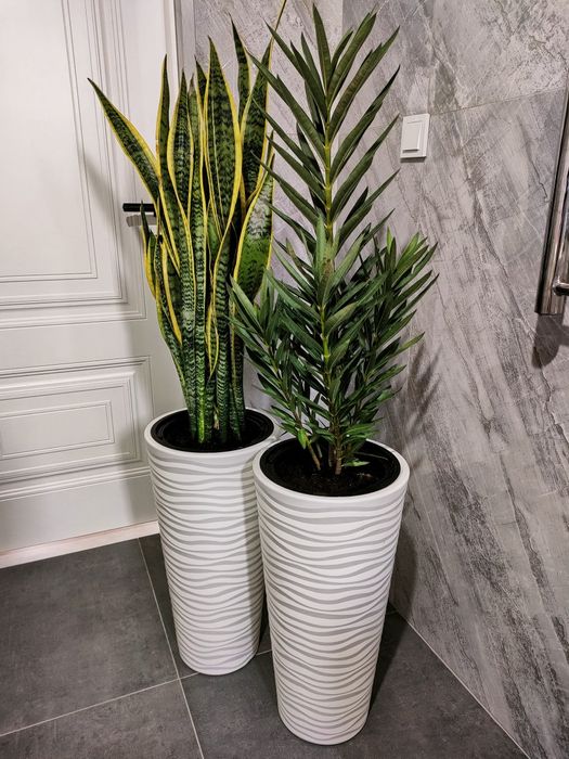 Шеффлера. Есть доставка