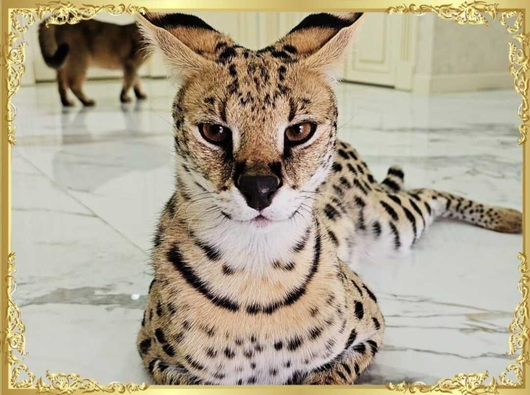 Serval (noyob mushuk)