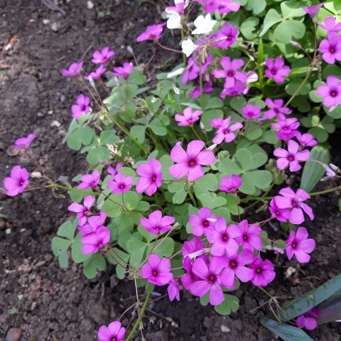 Детелина бяла и розова