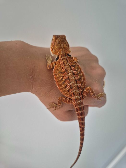 Pui de agamă cu barbă