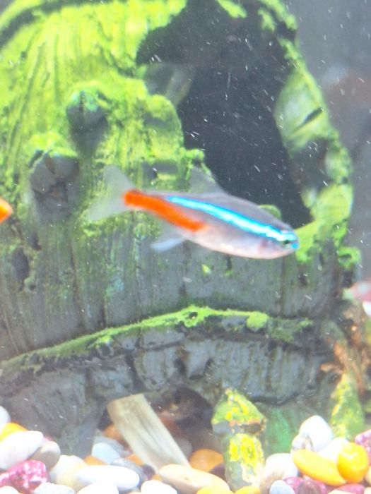 Peate gucci foarte sigma boy (traieste de 6-7 săptămâni minim)