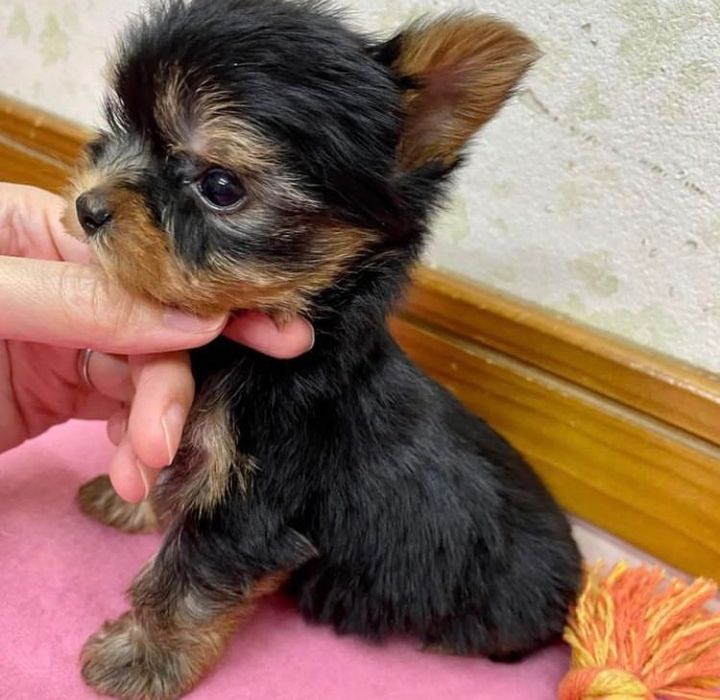 Супер Мини Йорки Доставка