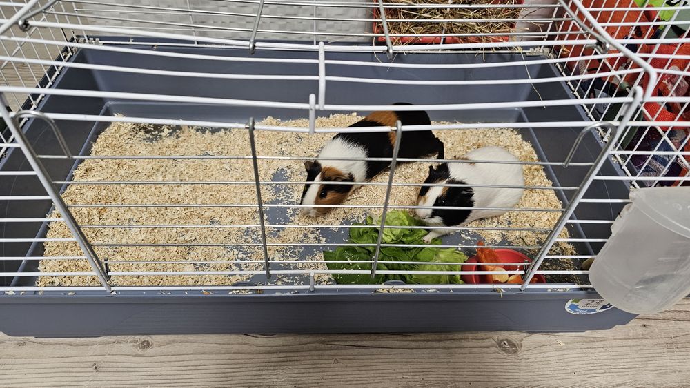 Vand cusca pt porci de guineea, iepuri, hamsteri