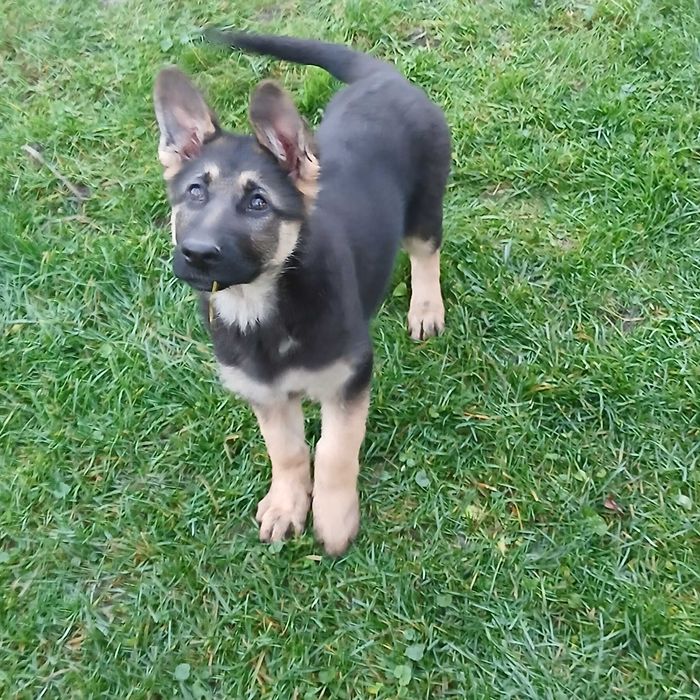 Pui ciobănesc german