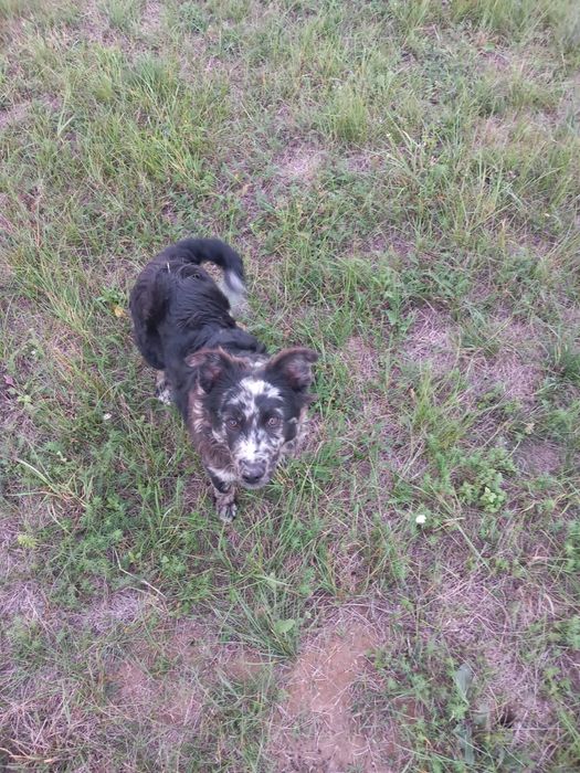 Cățel de întors oile