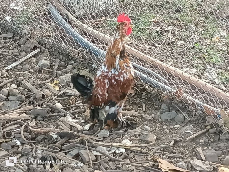 Vând cocosi araucana și american pitic
