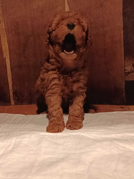 Той пудел (teacup)