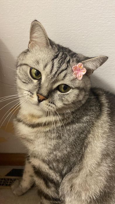 Отдам даром породистого кота