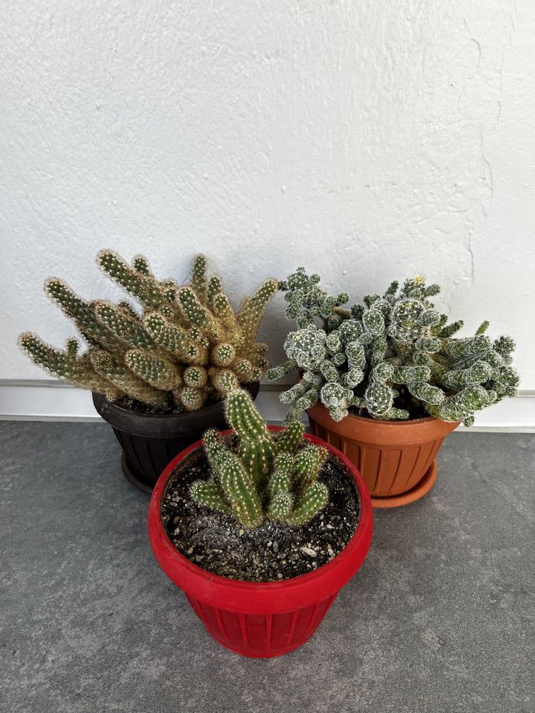 Vand diverse specii de cactusi