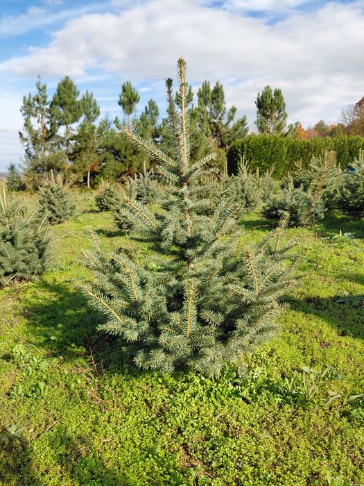 Коледни елхи за засаждане и рязани