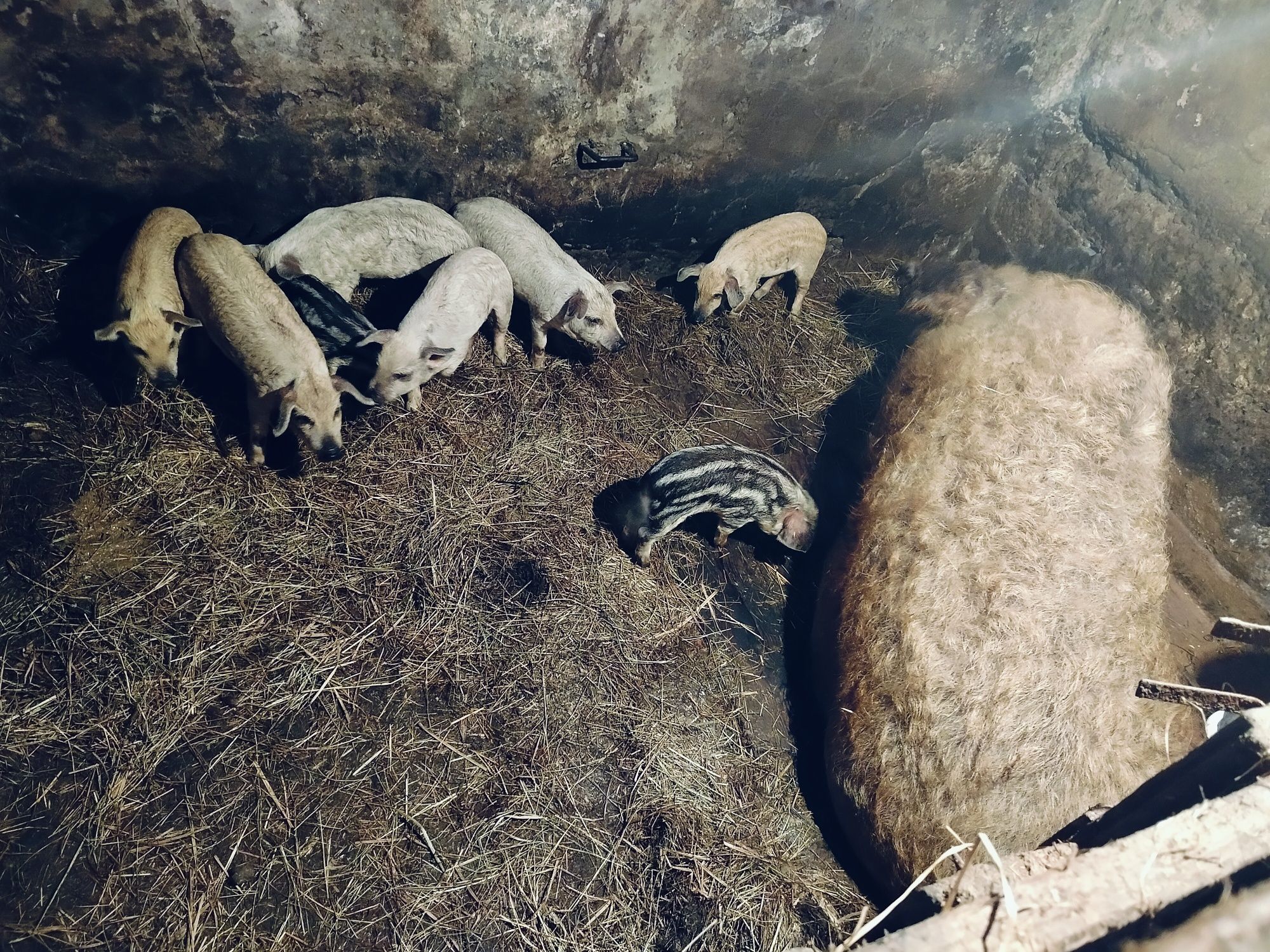 Продам свенью свиноматку