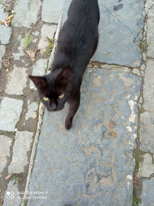 Pisic.pentru.adoptie