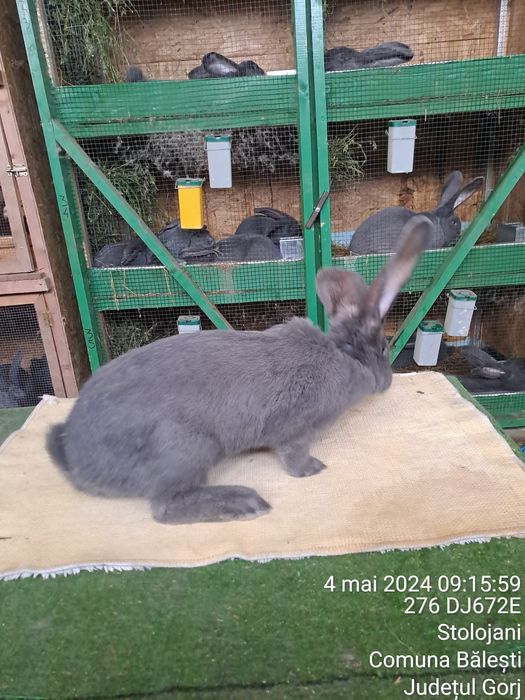 Vând urias german albastru