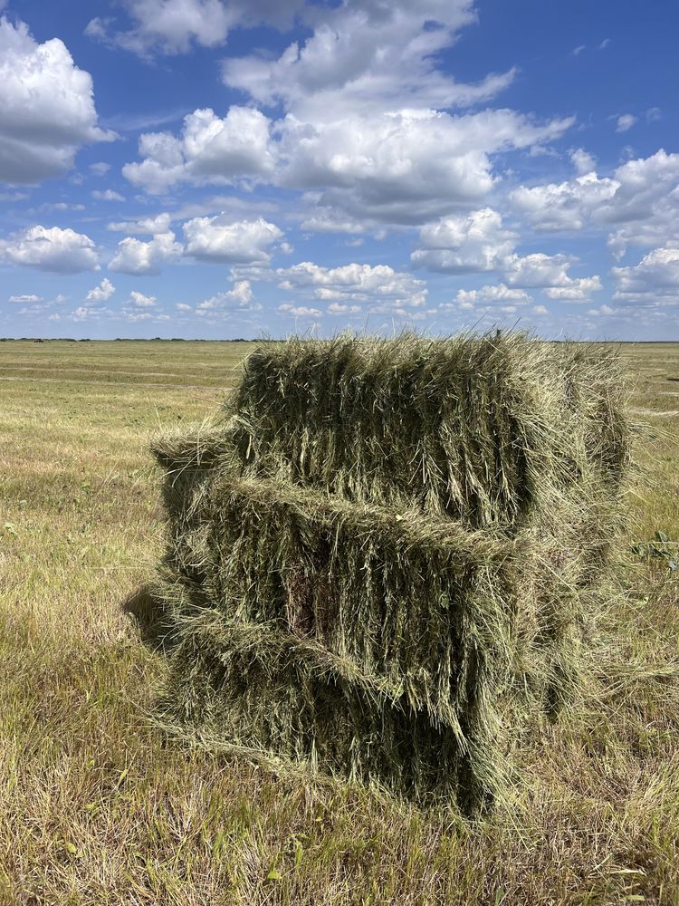 Шөп, сено, тюк, рулон, доставка, жеткізу
