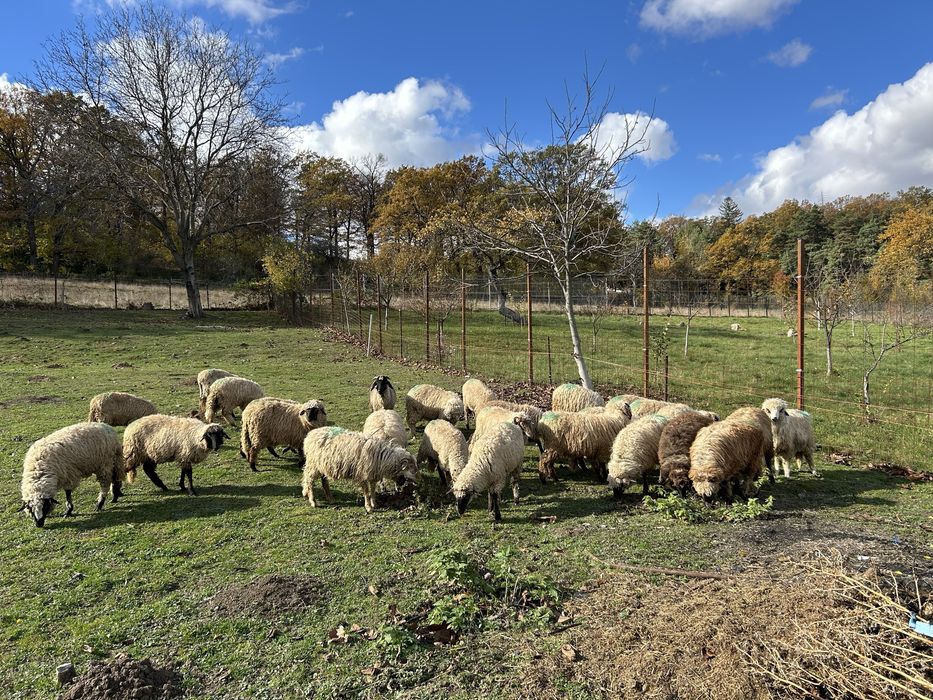 Vând cârlane 29 bucati