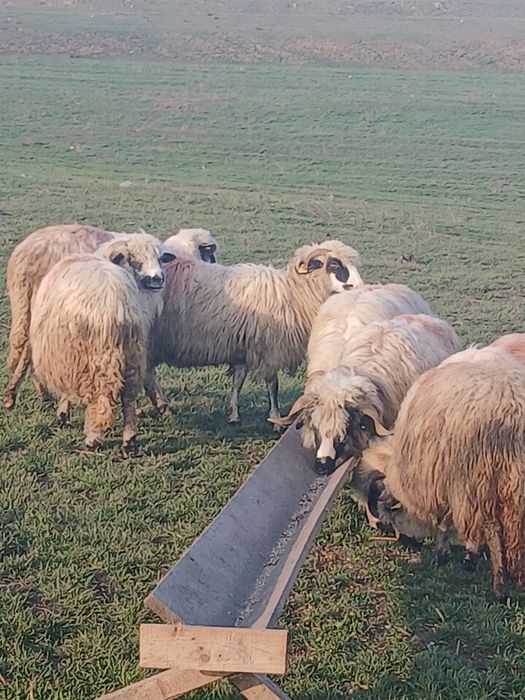 18 oi de vanzare si tinere din care 5 mai vechi