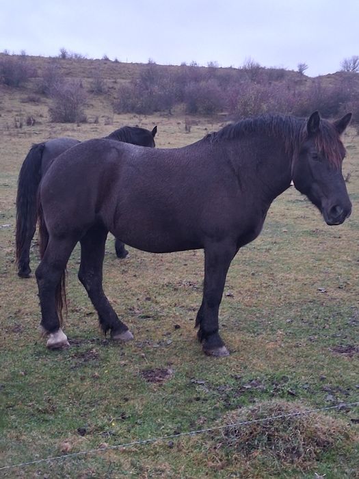 IAPÃ de vînzare de 3/4ani