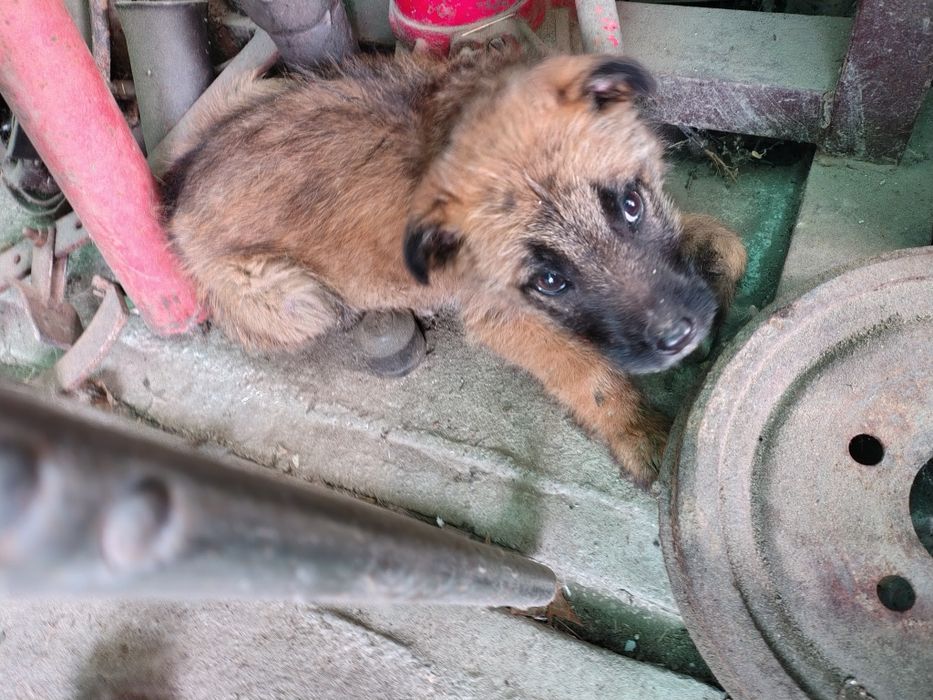 Donez cățel talie media