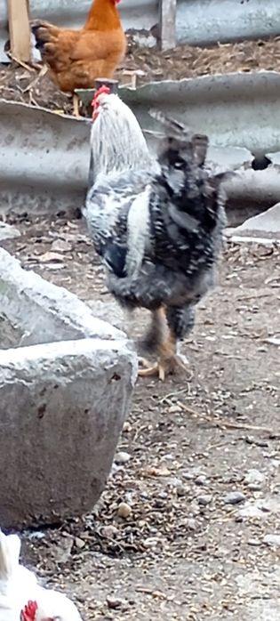 Cocoș Brahma,are 6 luni.