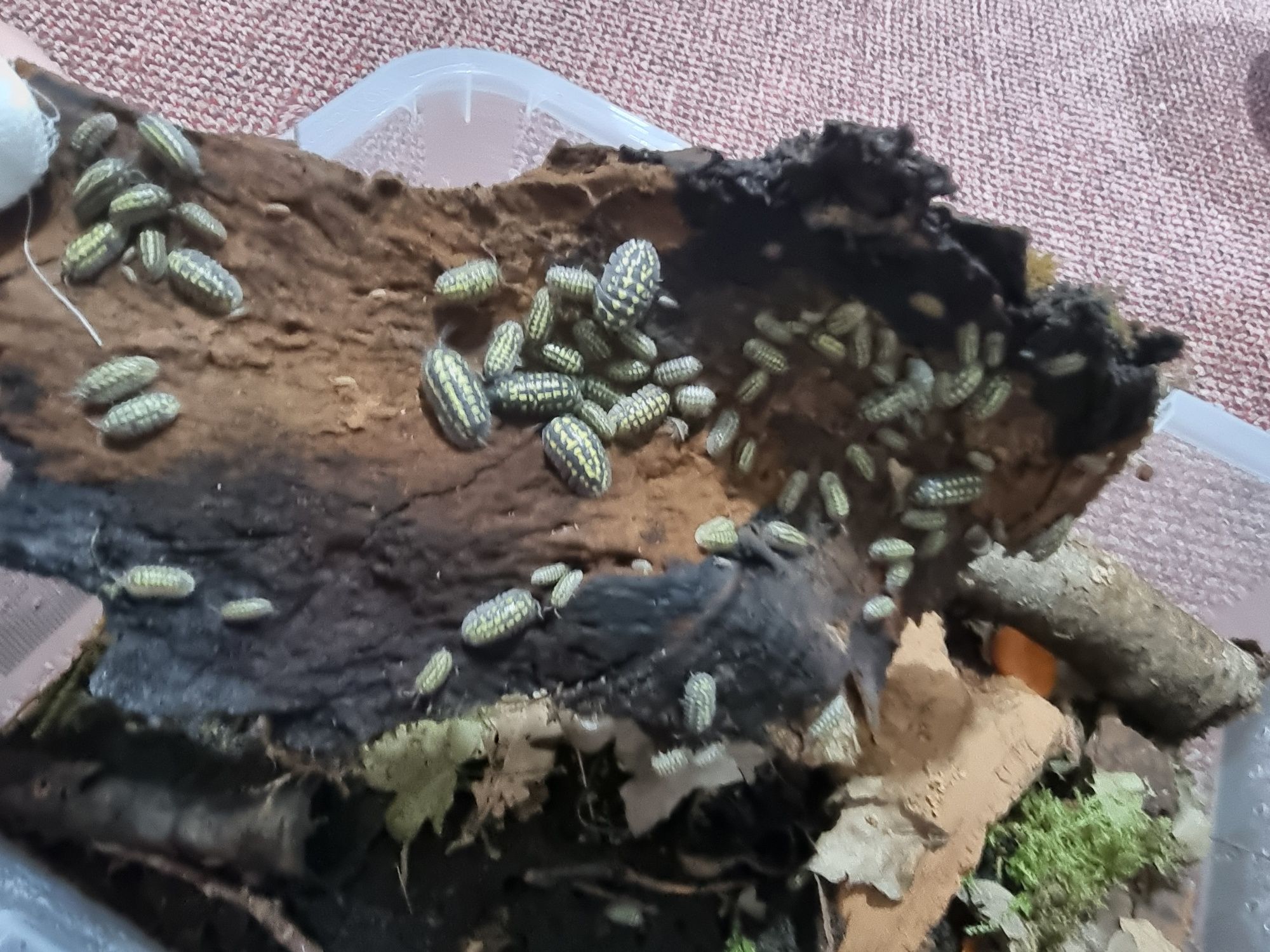 Izopode Armadillidium gestroi – Giant Yellow Spotted Isopod
