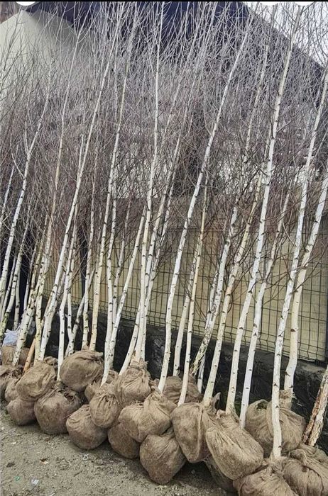 Arbori Foioși pentru Amenajare (3-5m) | Tei, Platan | Drept de Refuz