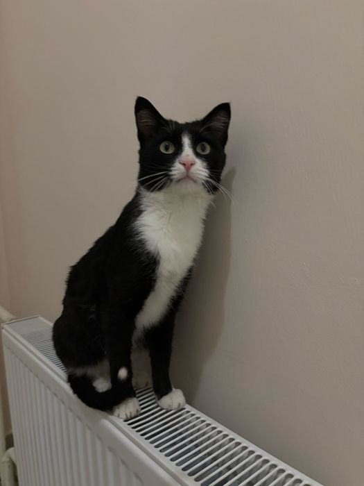 Красивый кастриованный ласковый спокойный кот ищет дом