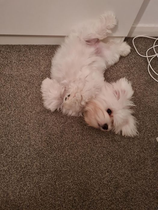 СУПЕР МИНИ Малтийска Болонка Доставка