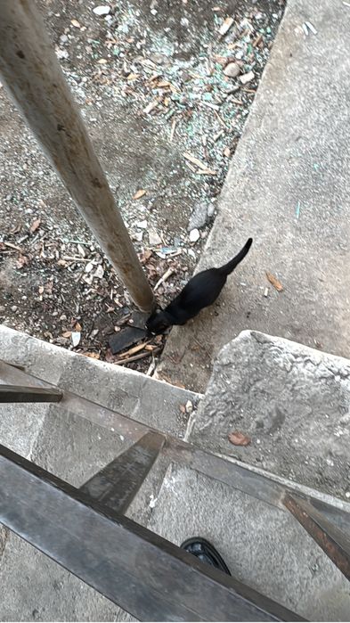 Кошка ищет дом!!