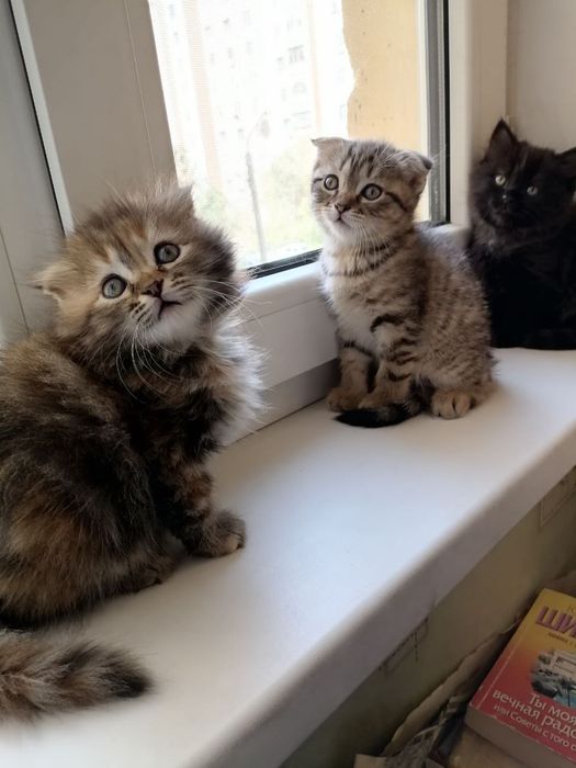 Вислоухие котята, 1.5 мес