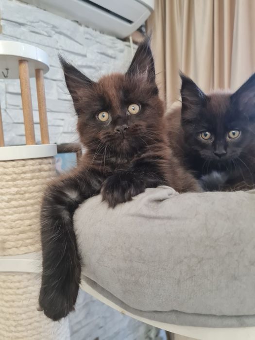 Котята породы мейн-кун