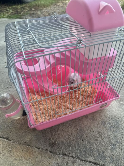 Vand pui hamster siberian