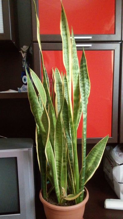 Тещин язык комнатное растение