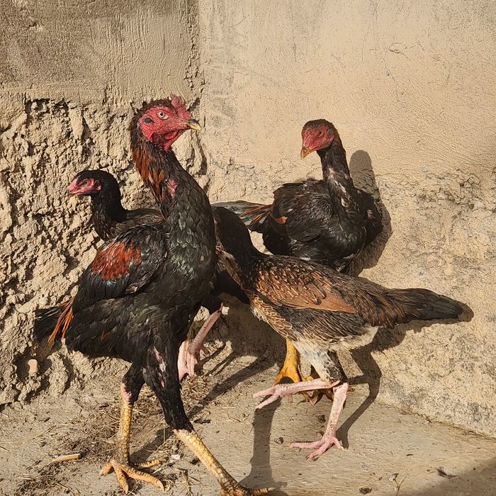 Кайнар булак дача