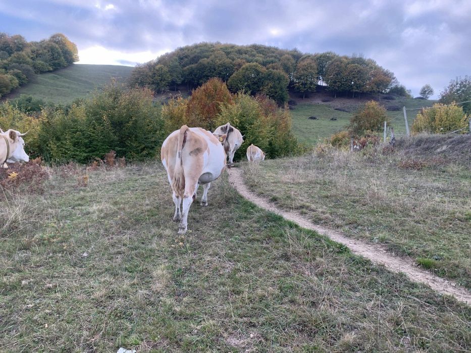 De vânzare doua vaci gestante