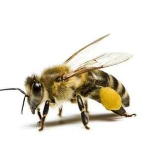10 броя сухи мухи земна пчела за пъстърва, клен и друг хищник