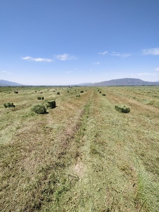 Жонышка сатылады 1500