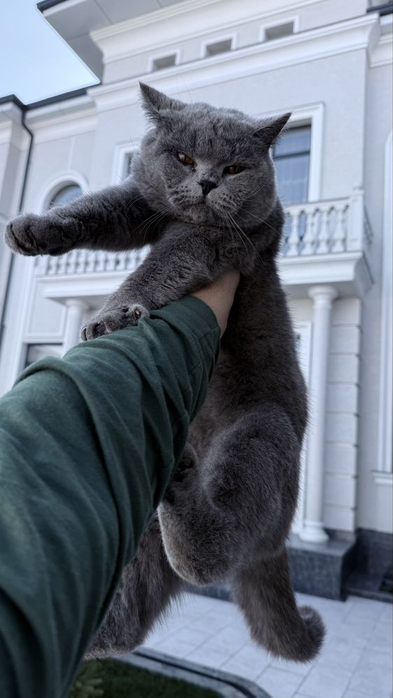 Вяска кот кошка ишем невестку на вяску  мушук угил бола кушиш учун