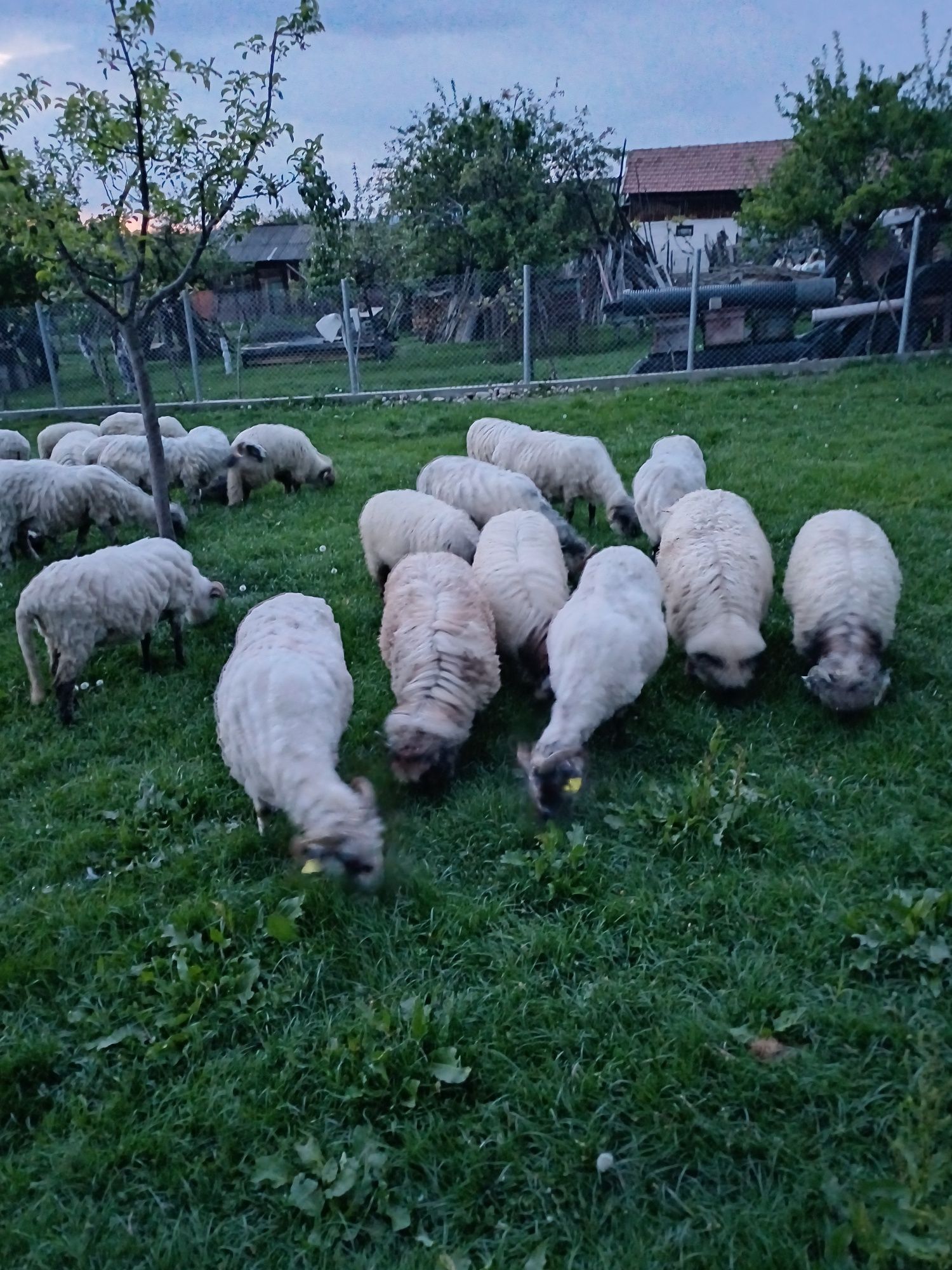 Vând miei pentru Paște