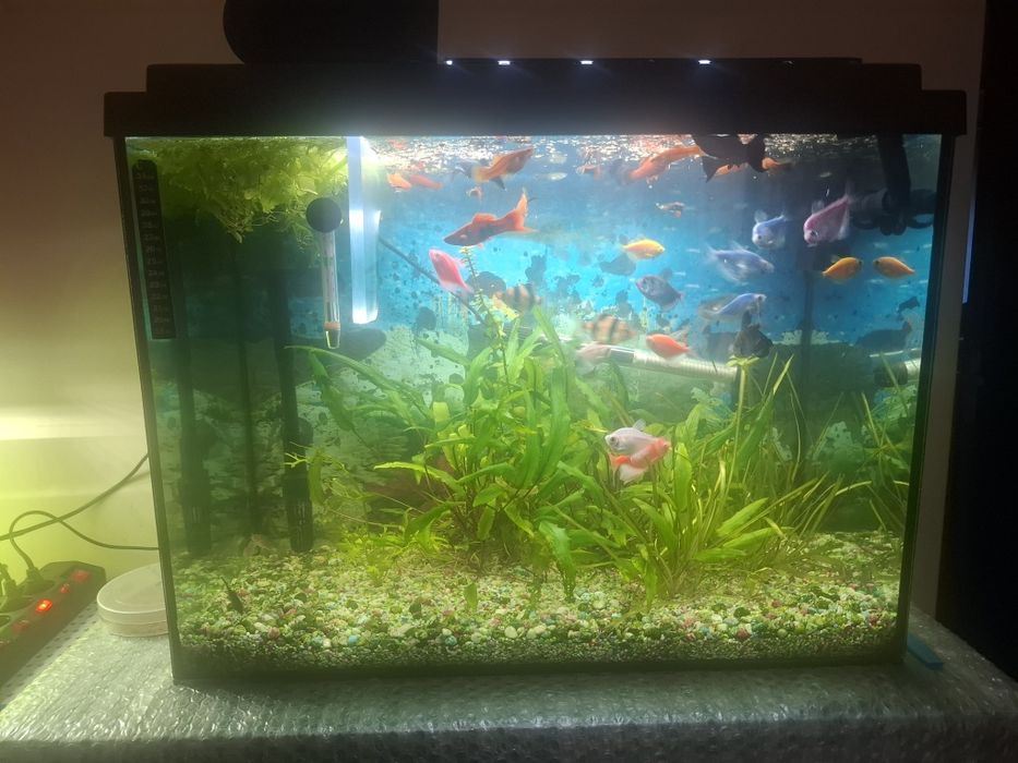Acvariu Eheim 75 litri
