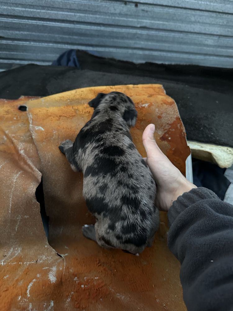 Питбуль Вязка мерль