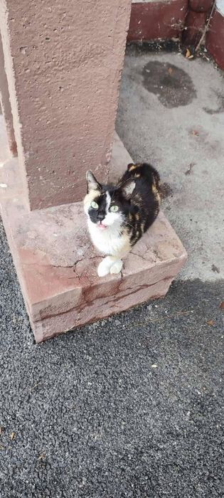 Женско котенце търси дом