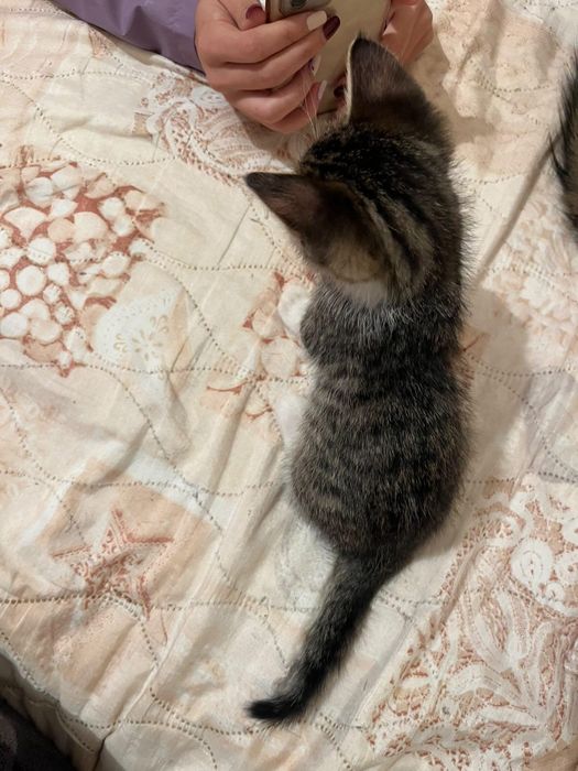 Подаряваме коте на 40 дни