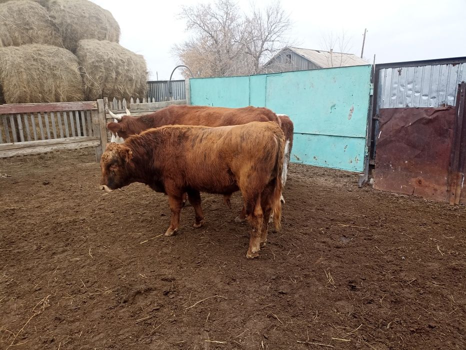 Подсос баспақтар